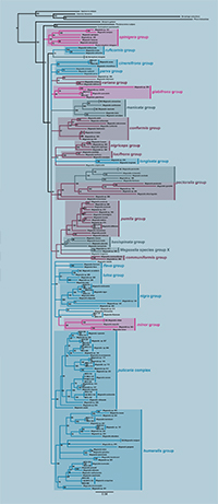 Megaselia Phylogeny